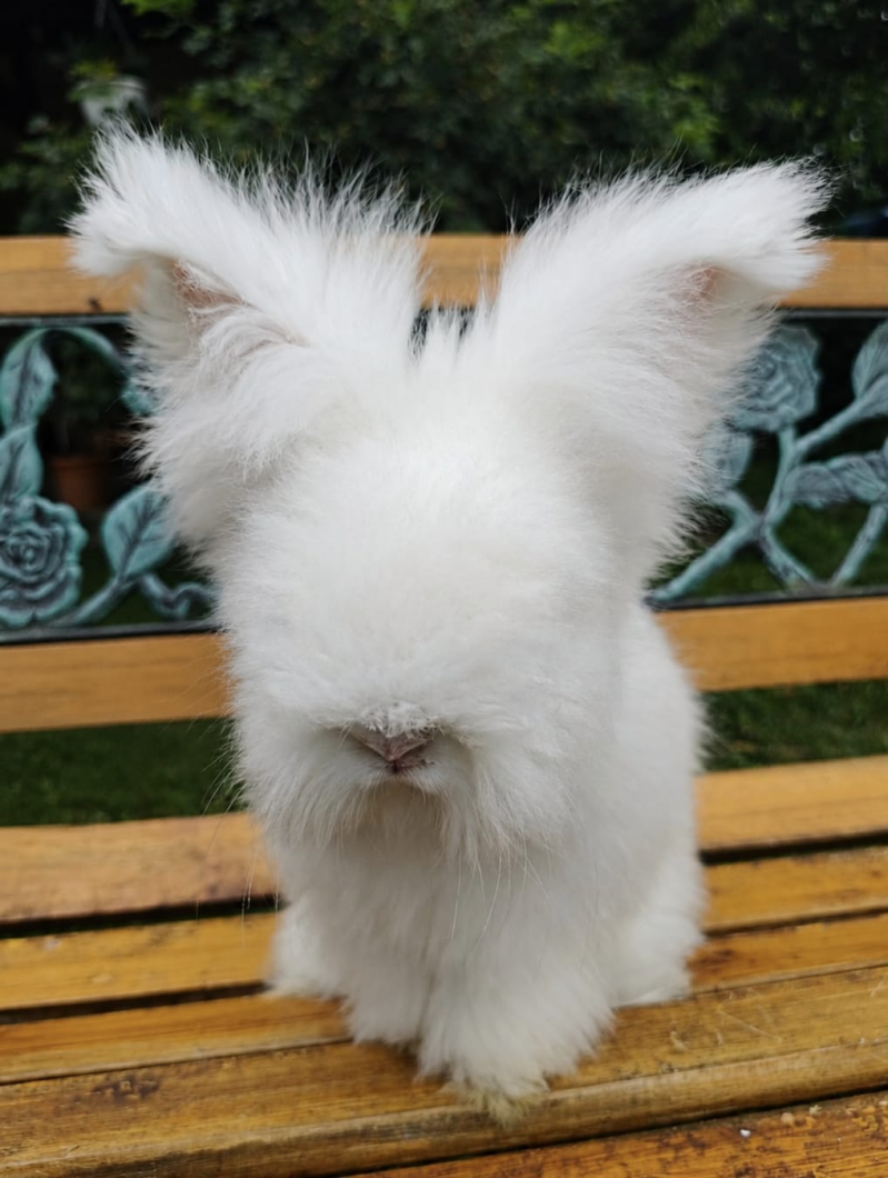 Male white be maxi