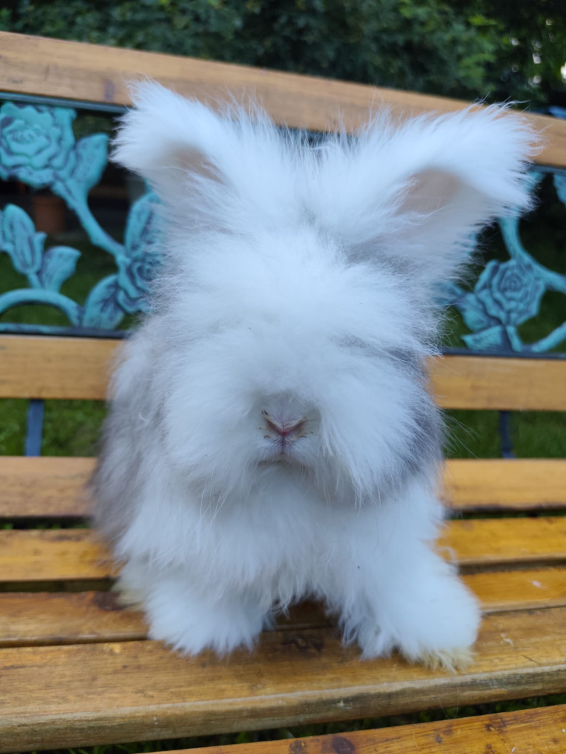 Male brown marter OB full