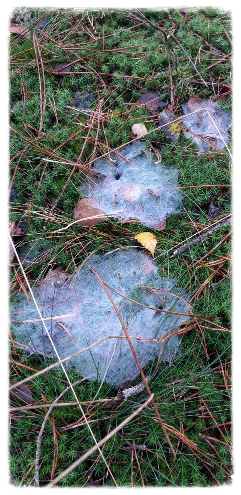 Dromen geheimen, praktijk voor zelfonderzoek. 