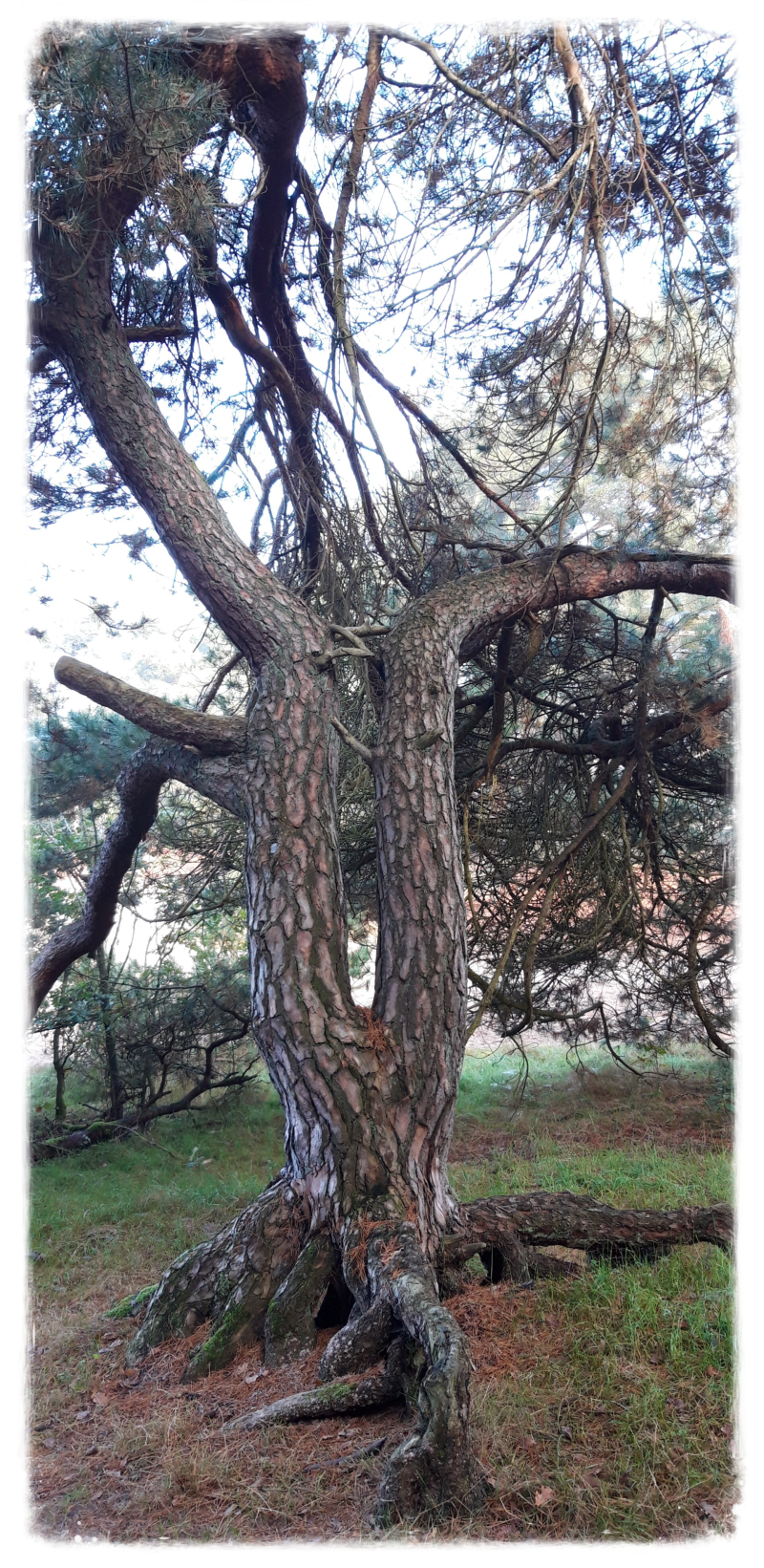 Dromen en Geheimen, persoonlijke coaching. 