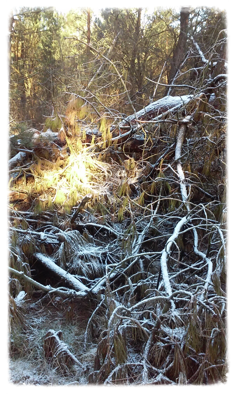 Dromen en Geheimen, praktijk voor zelfonderzoek 