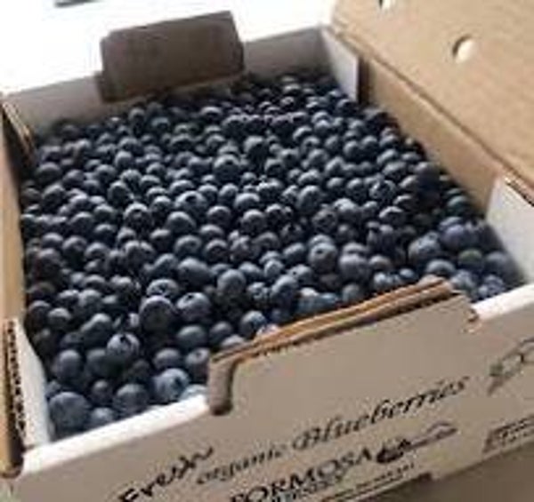 10 lbs. Blueberry Boxes