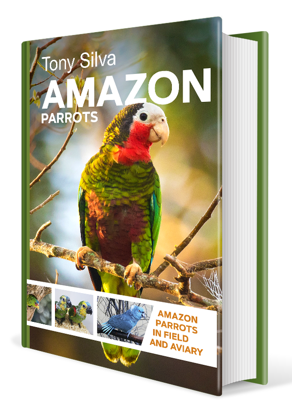 Amazon Parrots