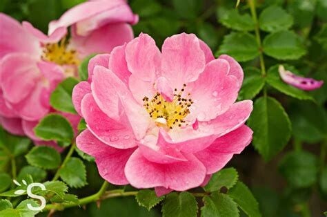 Rose musquée 100/200ml