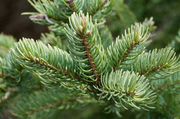 Sapin baumier 30/50ml