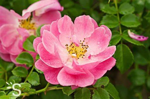 Rose musquée 100/200ml