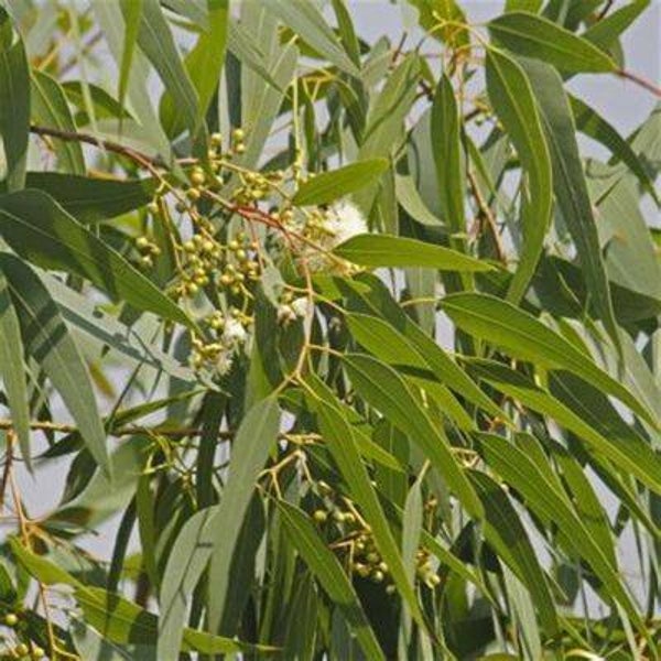 Eucalyptus citronné 50/100ml