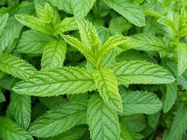 Menthe poivrée 30/50/100ml