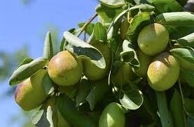 Jojoba 100/200ml