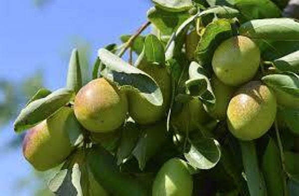 Jojoba 100/200ml