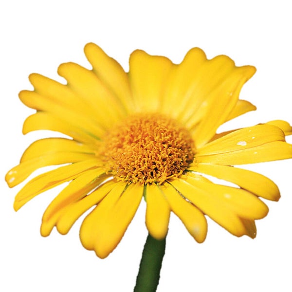 Arnica 100/200ml (macérât huileux)