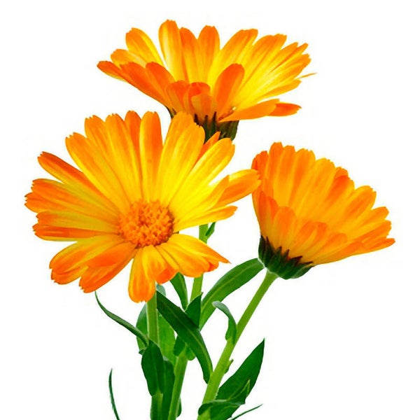 Calendula 100/200ml