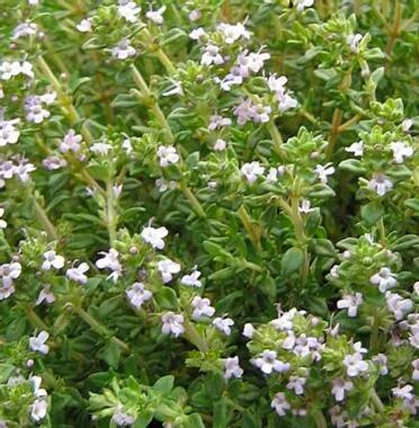 Thym à thujanol 10/30ml