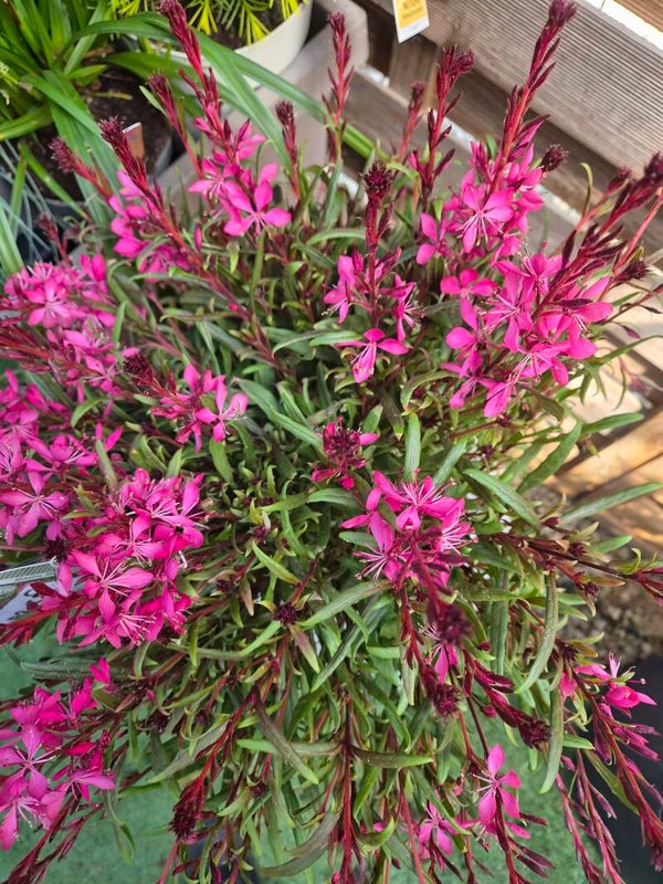 Gaura ,wax