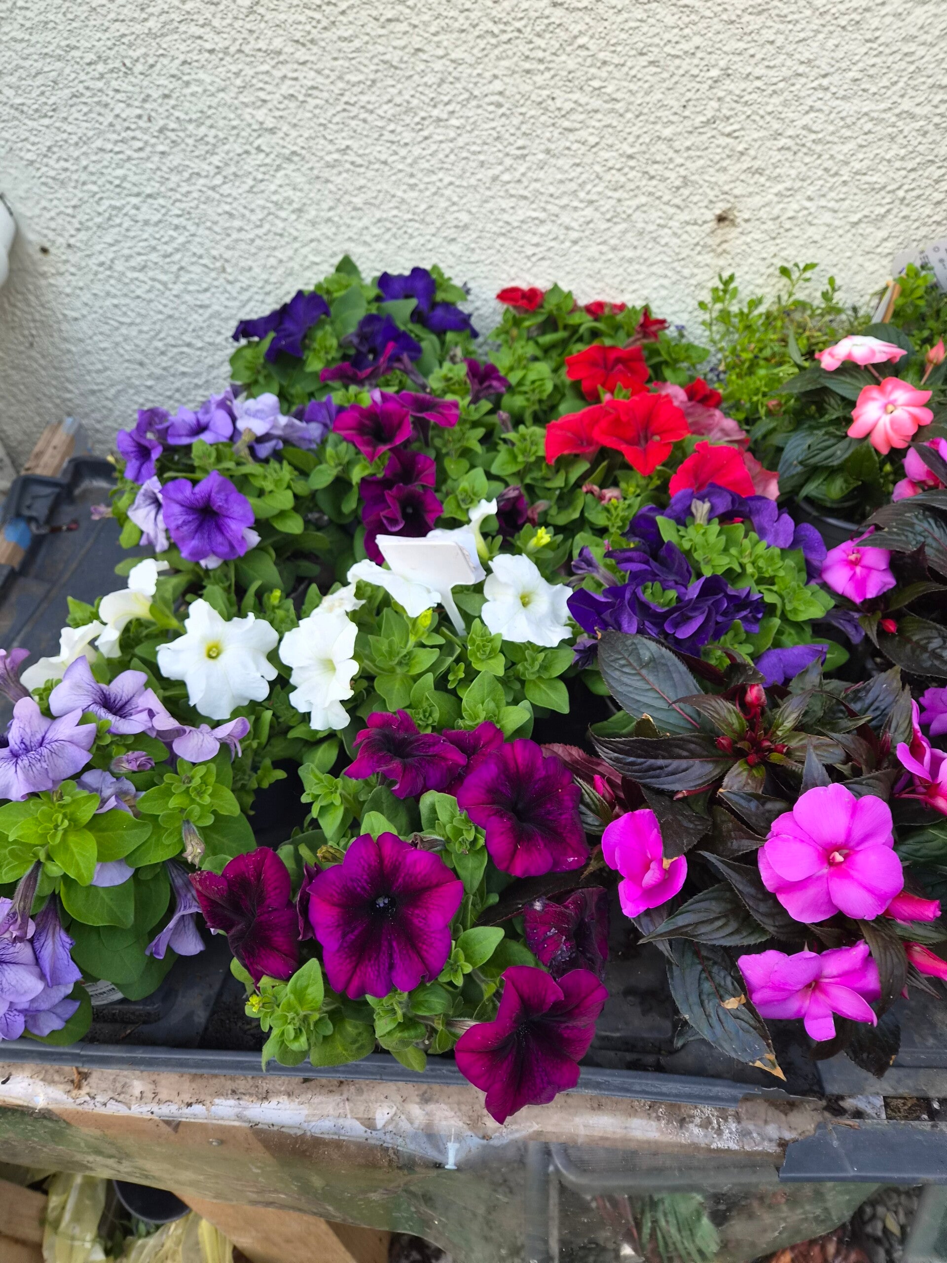 Surfinia ,geranium