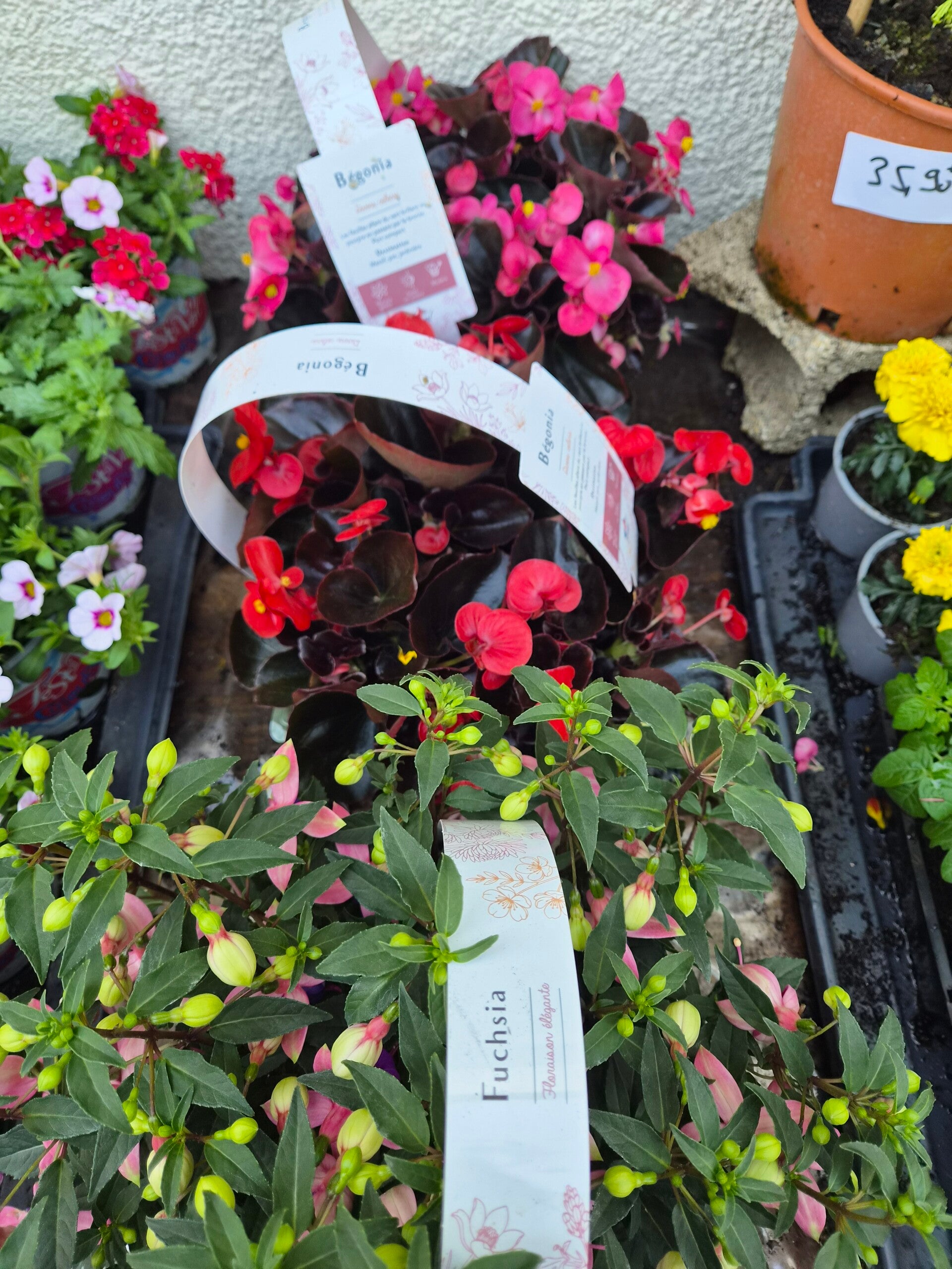 Fushia ,begonia