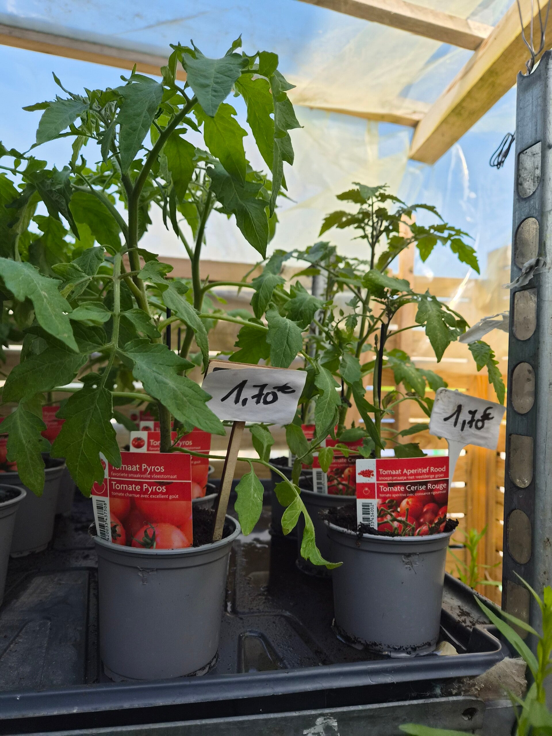 Tomates