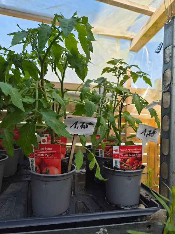 Tomates