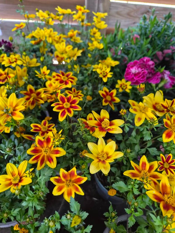 Bidens