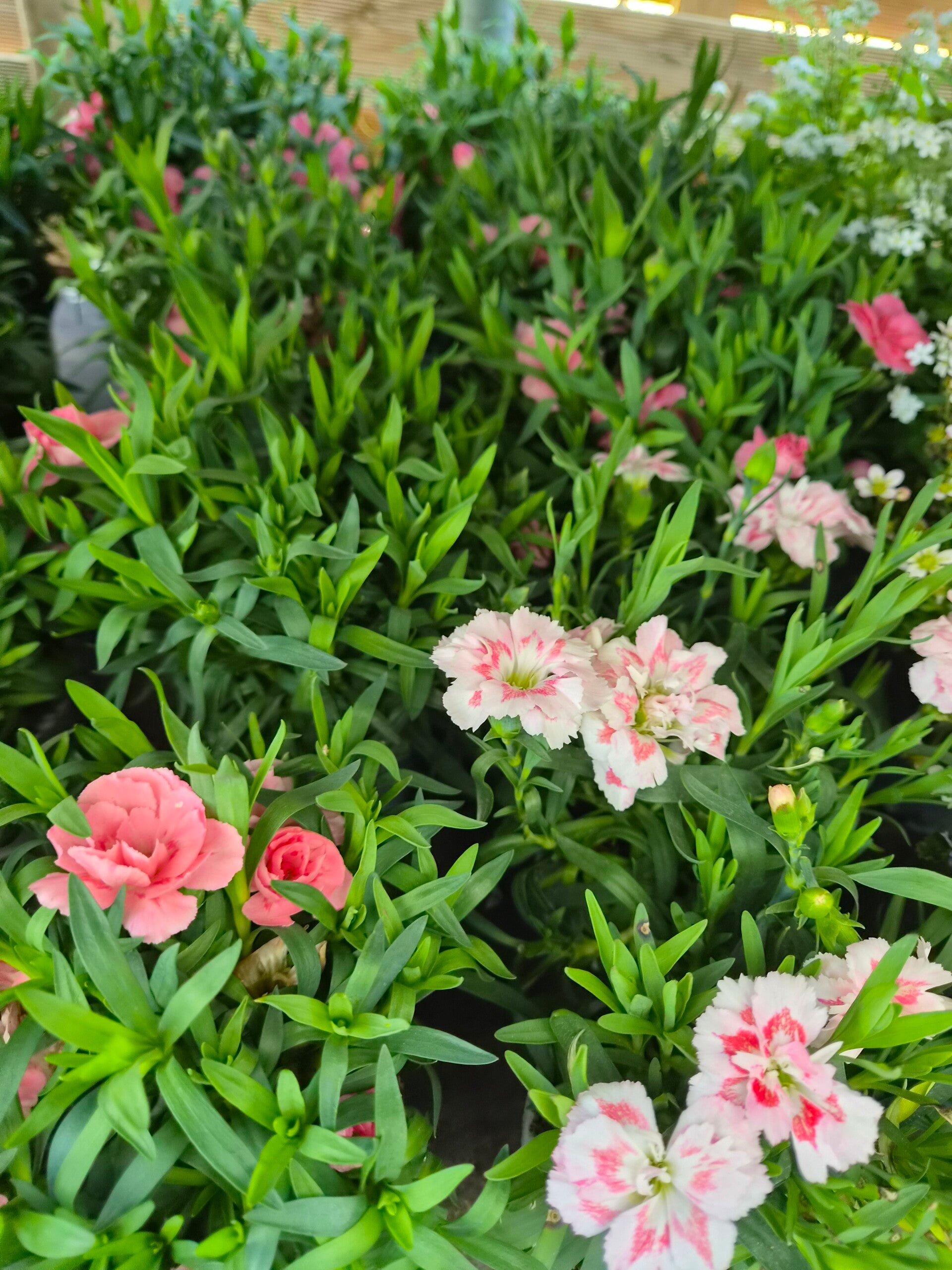 Oeillet ,fushia