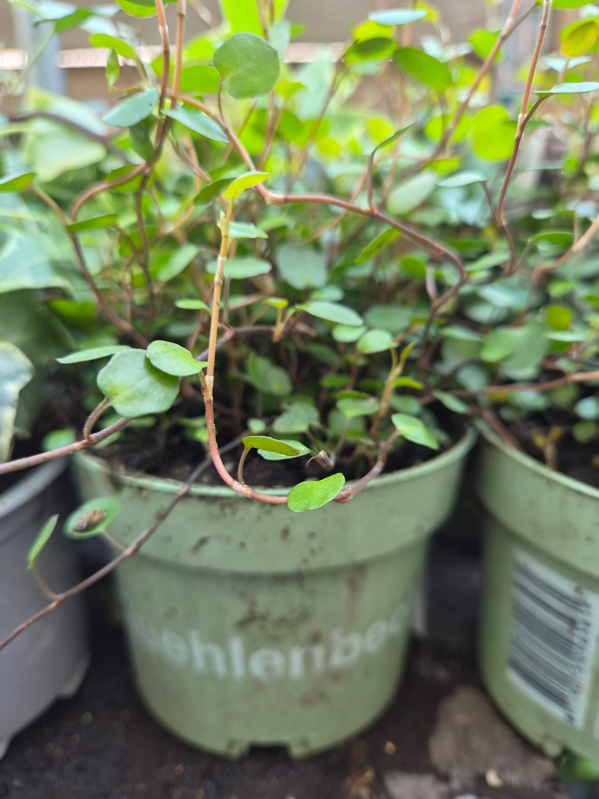 Mhulbeckia