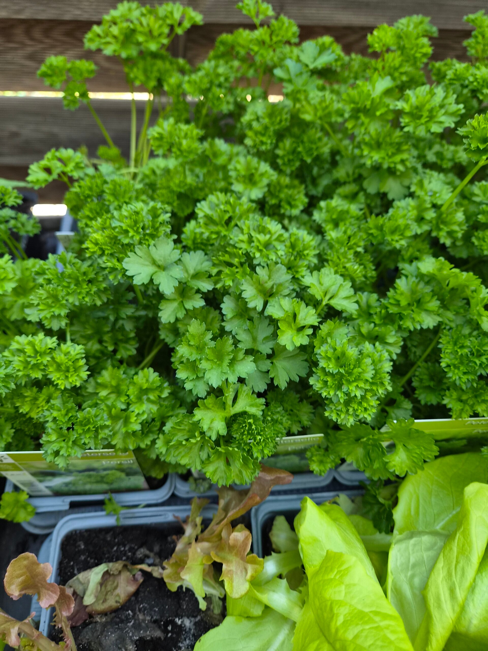 Plantes aromatique