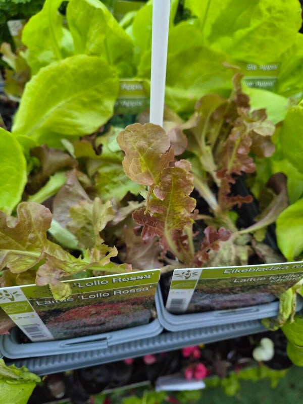 Salades