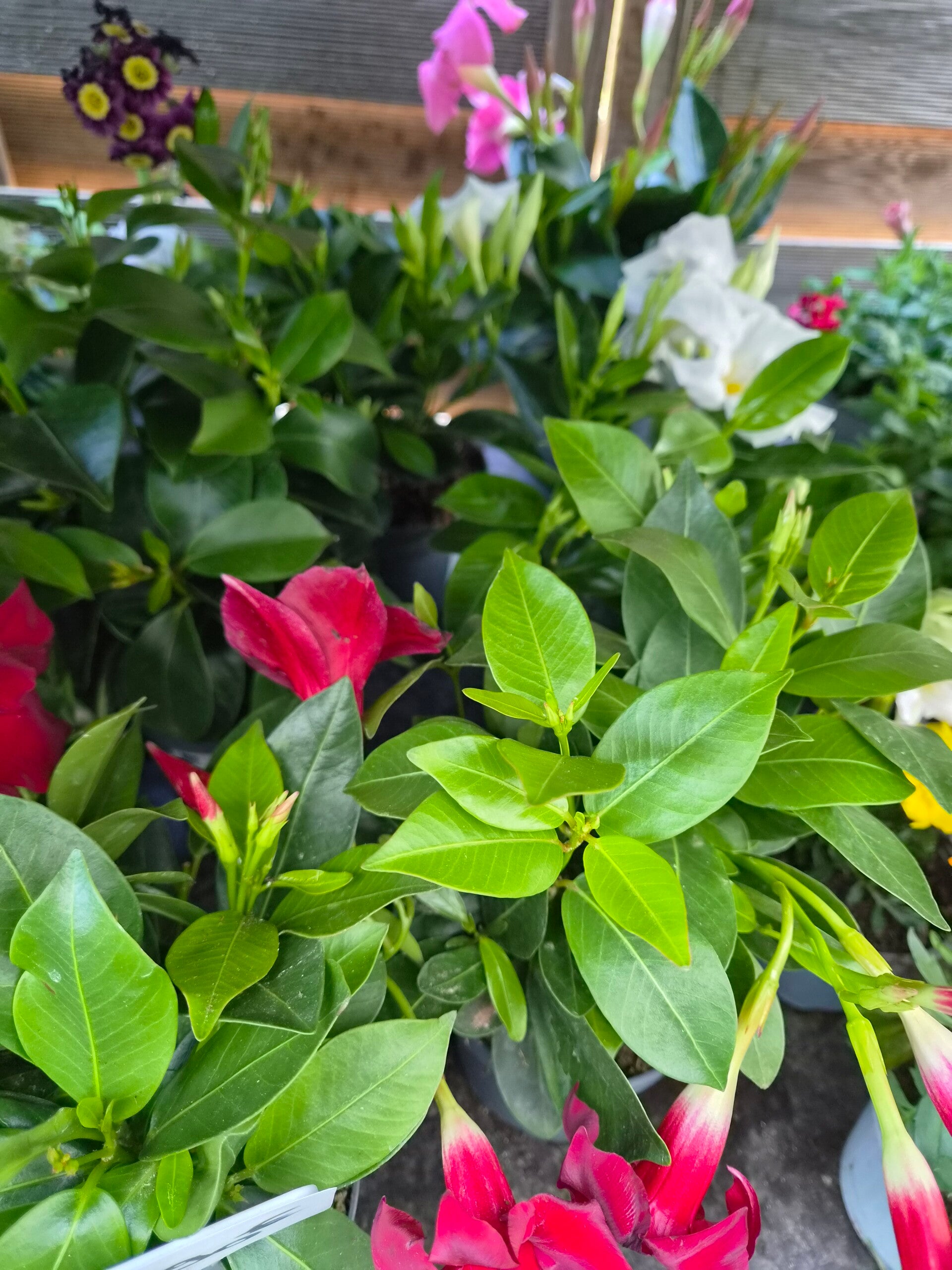 Dipladenia