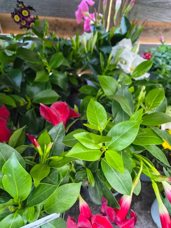 Dipladenia