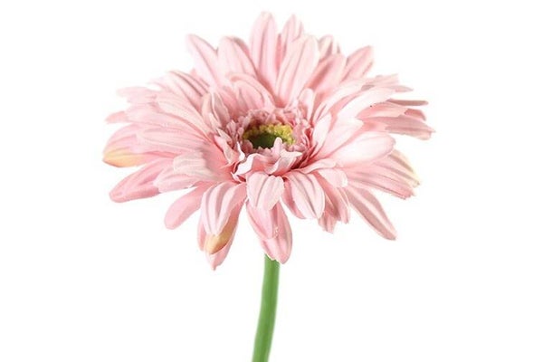 Gerbera roze 63.5cm