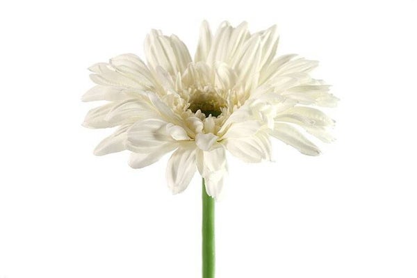 Gerbera wit 63,5 cm