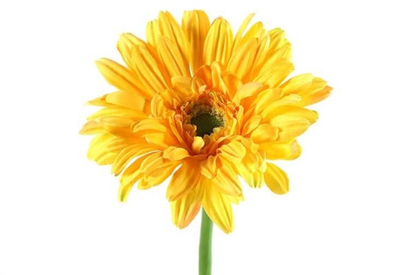 Gerbera geel 63,5 cm