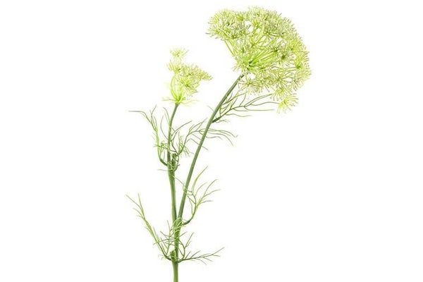 Daucus carota (wilde peen) wit 65 cm