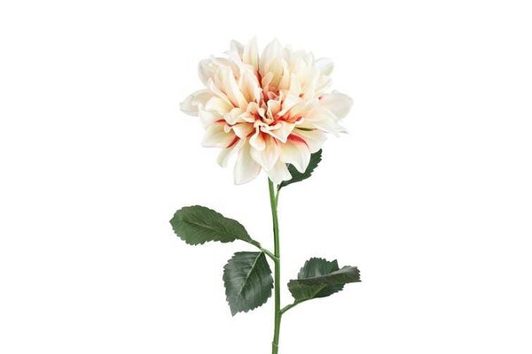 Dahlia creme 75 cm