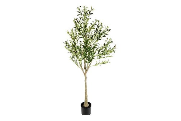 Olijfboom op stam hoogte 180cm