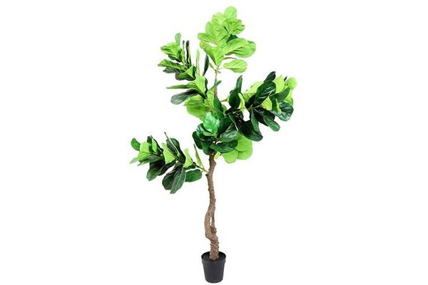 Kunstplant Ficus Sarian XL 105 x 105 x H210 cm