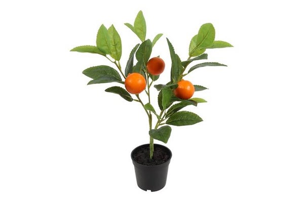 Mandarijnplant 40cm