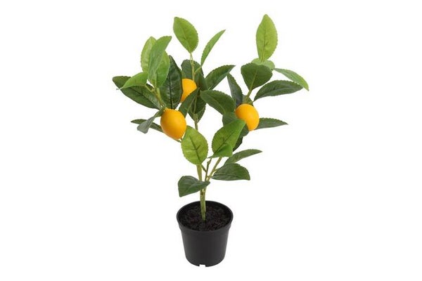Citroenplant 40cm