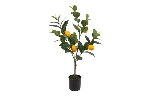 Citroenplant 61cm