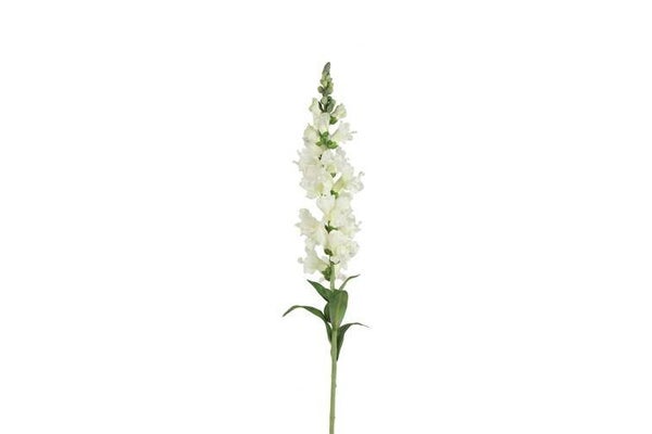 Antirrhinum majus/ Leeuwenbek  wit 92 cm