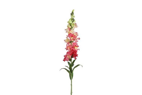 Antirrhinum majus/ Leeuwenbek donkerroze 92 cm