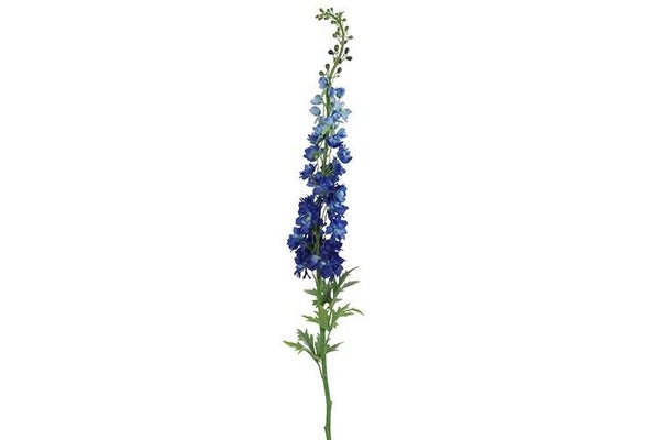 Delphinium / Ridderspoor donkerblauw 137 cm