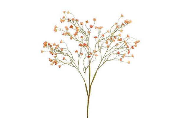 Prunus mume oranje 116 cm