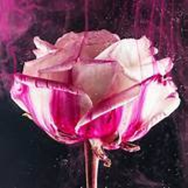 flower bom interieurpoeder groot