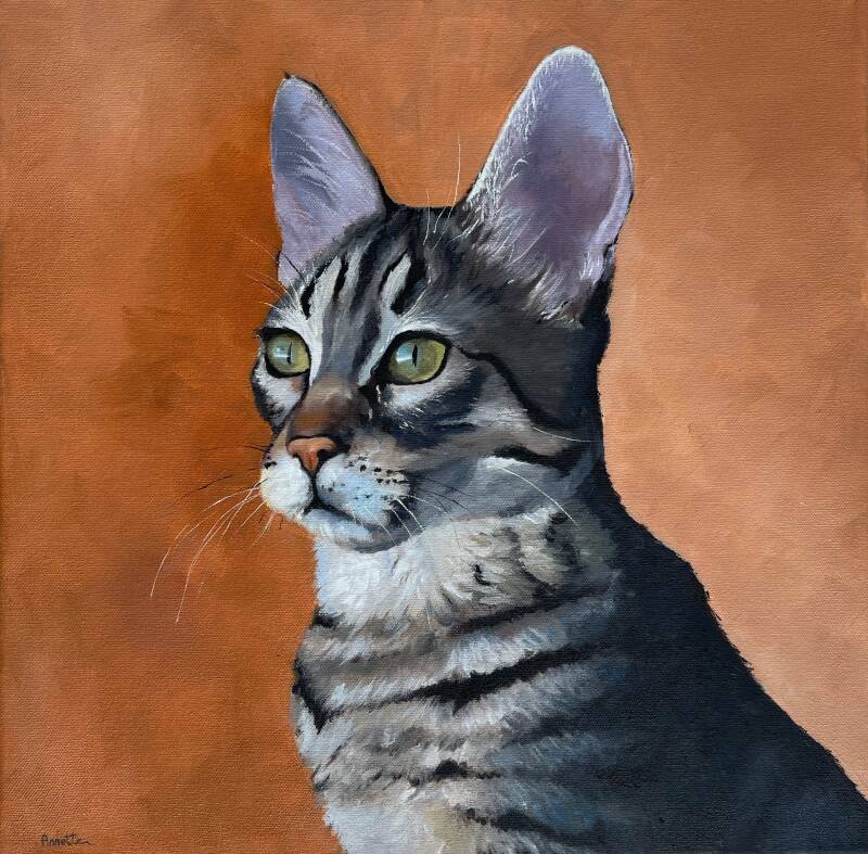 portretschilderij van dier , huisdier, kat. In opdracht te schilderen