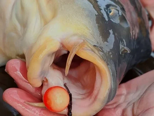 Close-up van een karperbek met een Mango pop-up 15mm van Designedbaits aan de haak in de onderlip