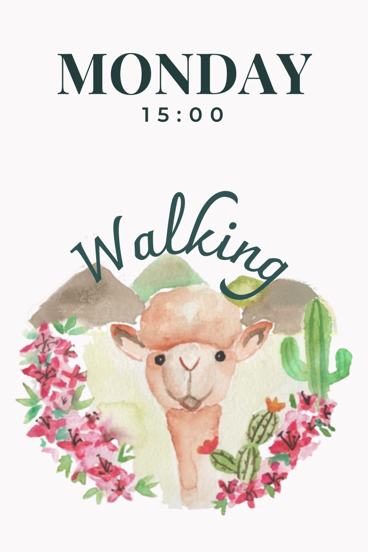 Walking with Alpaca's Monday at 15:00