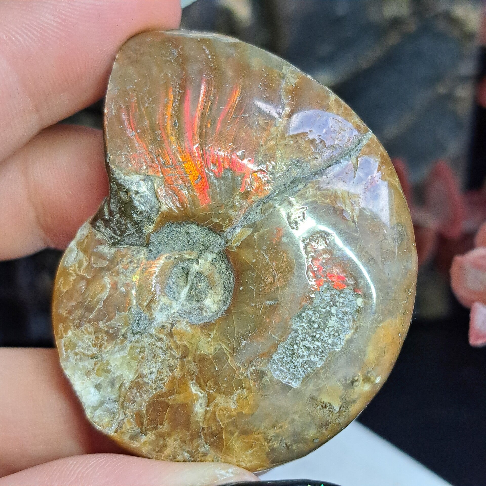 Iriscerende Ammoniet (2)