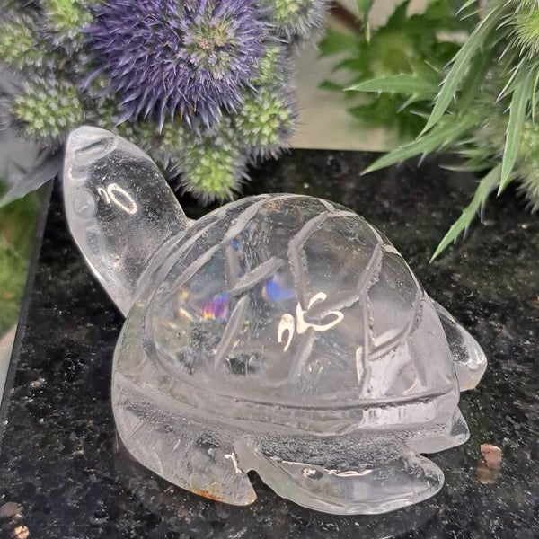 Kwarts Schildpad (2)
