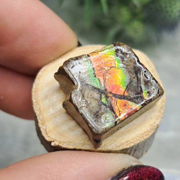 Ammoliet op Schijfje (12)